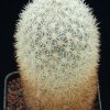 Escobaria_variicolor